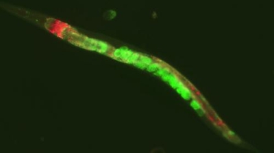 180626-Cuc-Villanueva-Ceron.jpg_1364221463