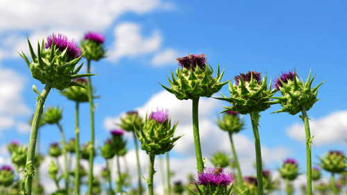 Flors-del-card-maria-marianum_1544255699_27972117_651x366