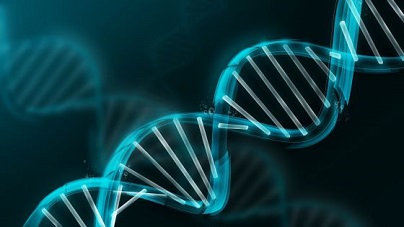 La doble hèlix de l'ADN.