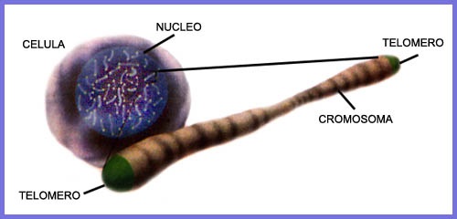 telomero